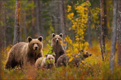 Bear Family