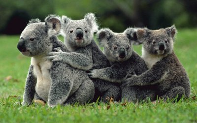 Koalas