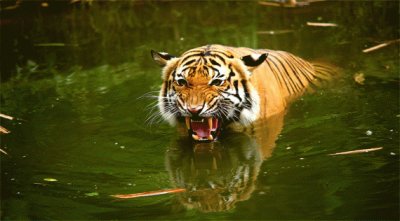 Swimmiing Tiger