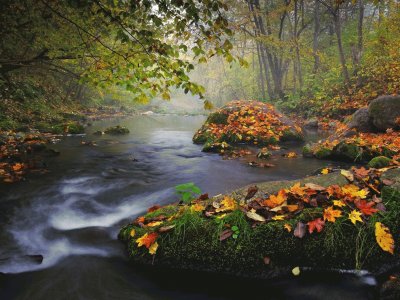 Autumn Stream