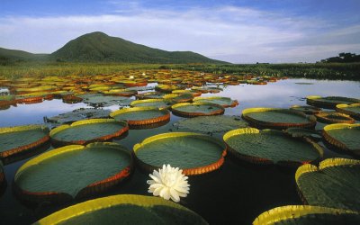 Lilypads