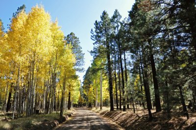 coconino-forest-arizona