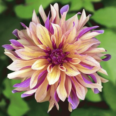 Beautiful Dahlia