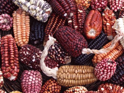 Peruvian Corn