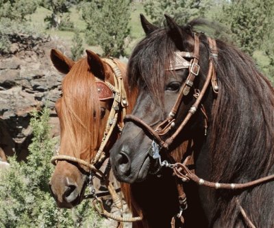 Peruvian Paso Stallion