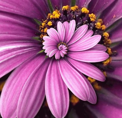 Purple Flower