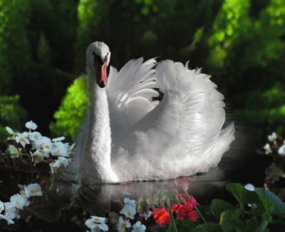 cisne