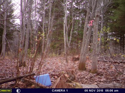 Even the squirrel stopped in for lunch