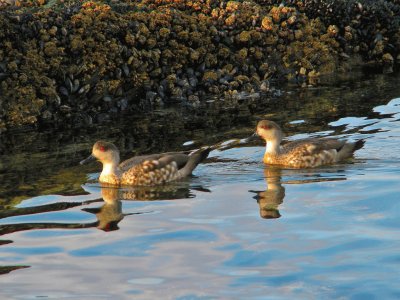 En Tierra del Fuego. Argentina