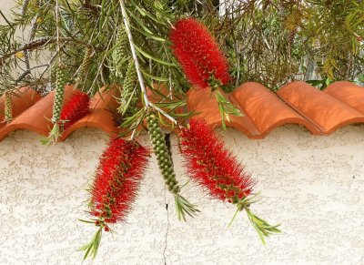 callistemon