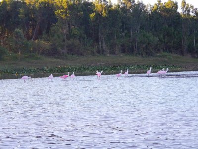 EspÃ¡tulas rosadas en Goya. Corrientes. Argentina