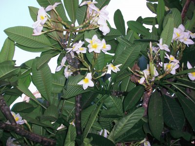 nature fleurs de frangipanier