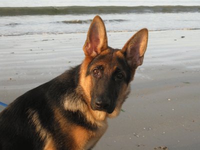 France: dog in the ocean