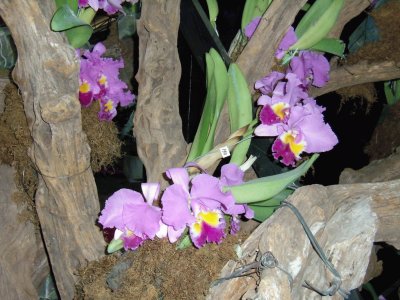 orquÃ­deas