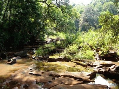 En la selva misionera. Argentina