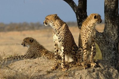 Leoparden