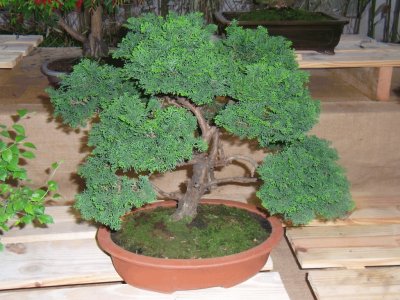 bonsai