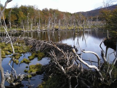 Castorera en Tierra del Fuego. Argentina