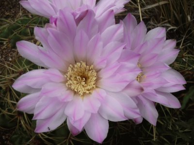 flores de cactus