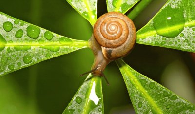 caracol