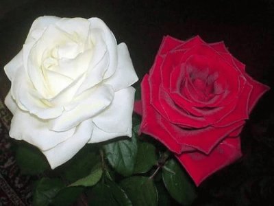 rosas