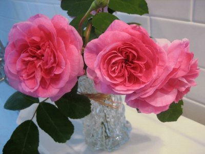 rosas