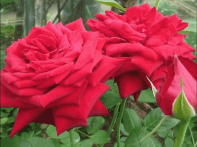 rosas