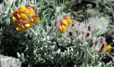 anthyllis tejedensis