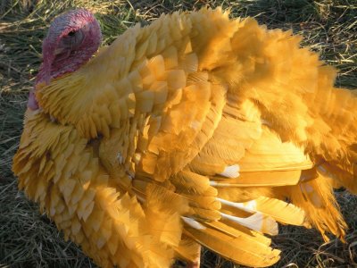 pavo amarillo