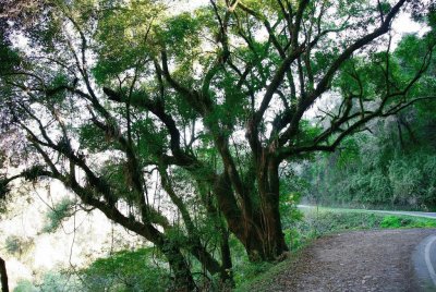 En las yungas jujeÃ±as. Argentina