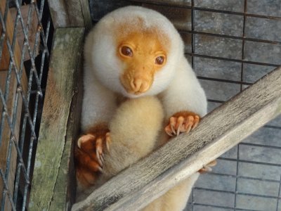 Cuscus Malhado - Marsupial