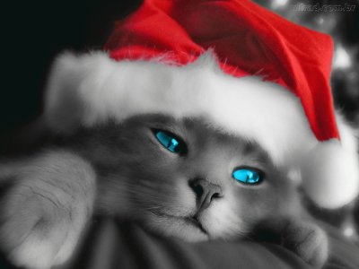 gato noel