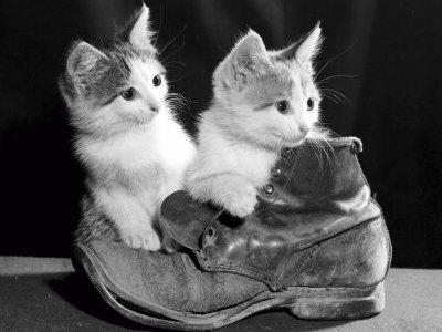 gato de botas