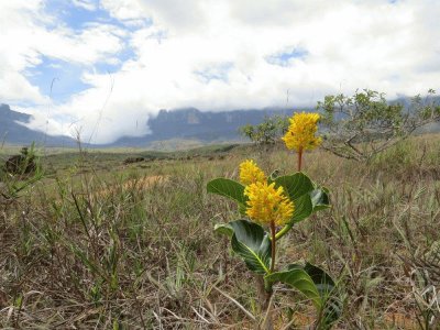 Vegetacão Monte Roraima