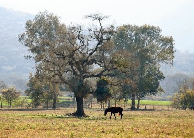 A la vera de la RN 9. Salta. Argentina