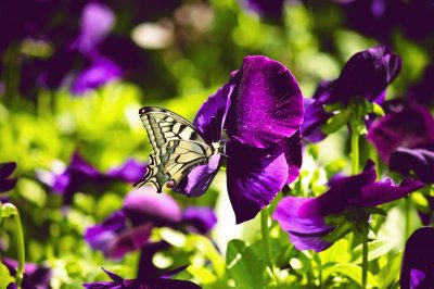 Mariposa en flores purpura