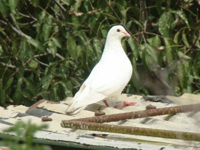 paloma blanca