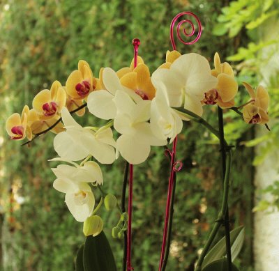 orquÃ­deas