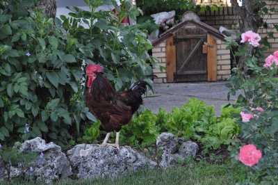 gallo