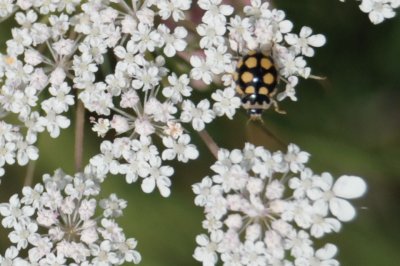 mariquita