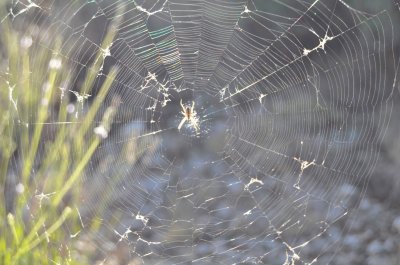 tela de araÃ±a