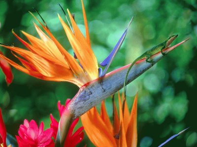 pequeÃ±a lagartija