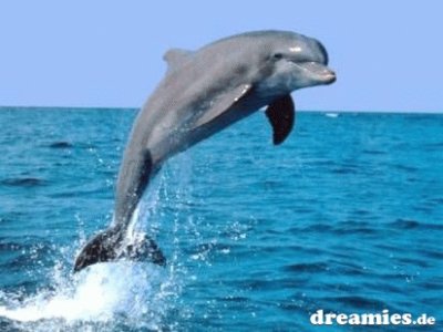 Delphin