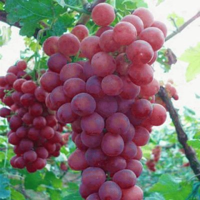 uvas