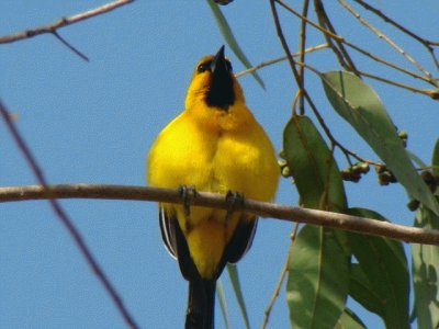 icterus nigrogularis