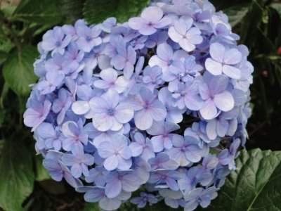 hortensia