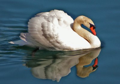 cisne