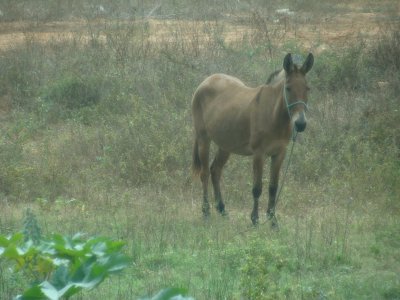 Cavalo no Pasto