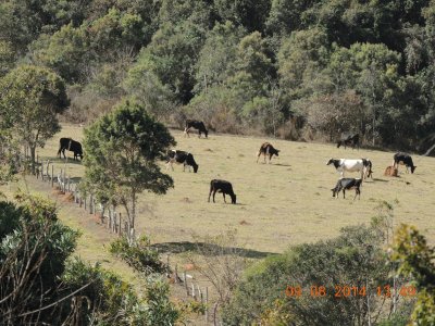 Vacas Pastando