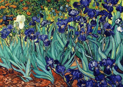 Irises Saint Remy 1889 Van Gogh